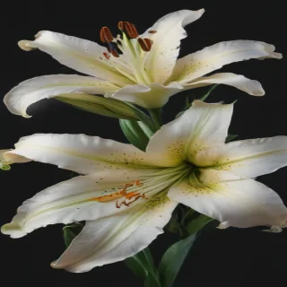 lily flower png