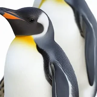 penguin png