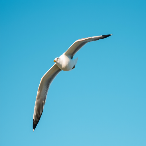 a seagull in flight against a clear blue sky, captured with a Canon EOS 90D, 300mm lens, aperture f/5.6, shutter speed 1/1000s, ISO 400, focused on bird in mid-air with a wide-angle view