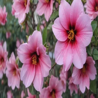 flower aesthetic backgrounds