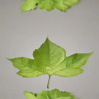 leaf transparent background