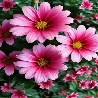 flower computer wallpaper