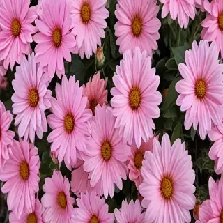 pretty flowers