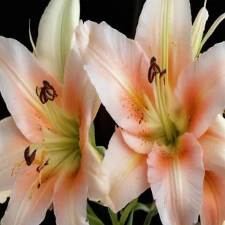 lily background