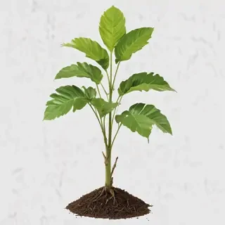 plant transparent