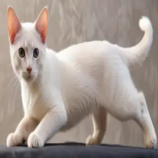 colorpoint shorthair breed