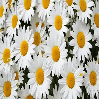 daisy background