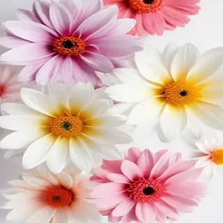 flower white bg
