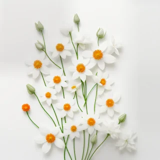 flowers on white background