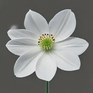 white flower transparent