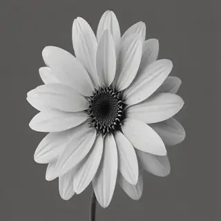 flower png black and white