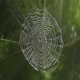 spiderweb