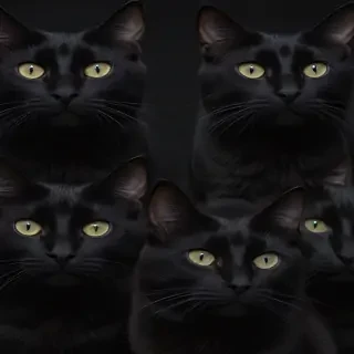 black cats
