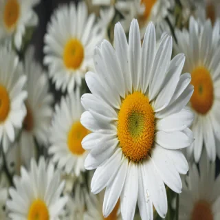 wallpaper daisy flower