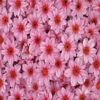 flower background iphone