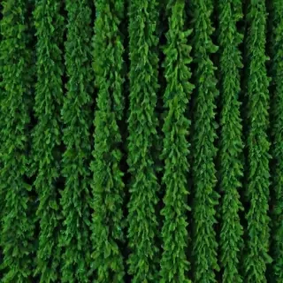 trees background