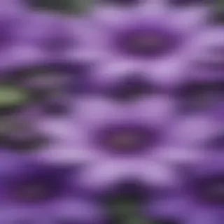 purple flowers drawing