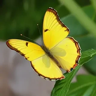 yellow butterfly