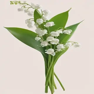 lily of the valley png