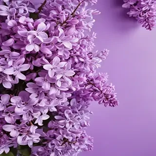 lilac background