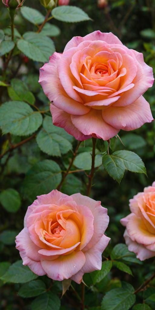rose flower