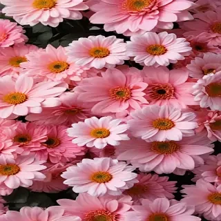 flower aesthetic wallpapers