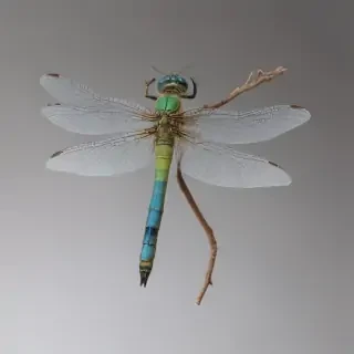 dragonfly png