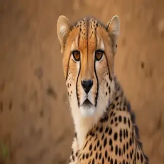 cheetah background