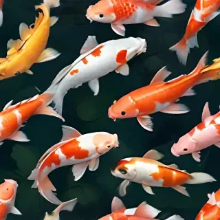 koi fish png
