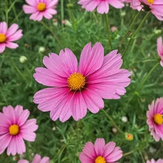 cosmos flower