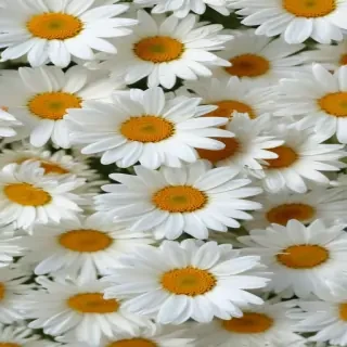 daisy background