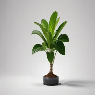 plant no background