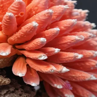coral color