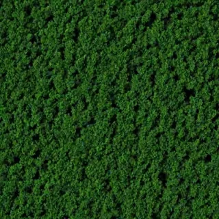 trees background