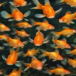 gold fish