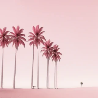 pink palm trees