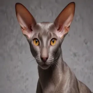 oriental shorthair cat breed