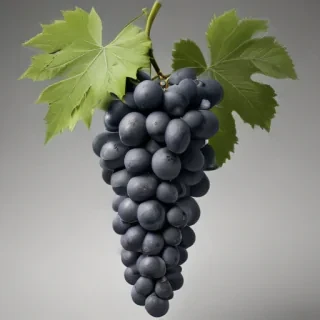 grapes clipart black and white