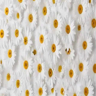 flower white background