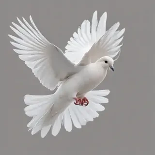 png dove