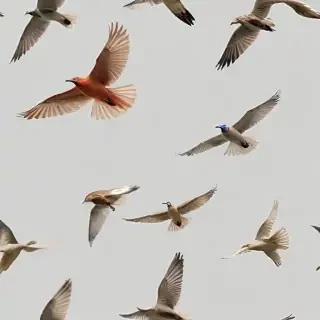 birds flying transparent background