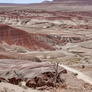 petrified forest