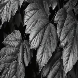 leaves black and white