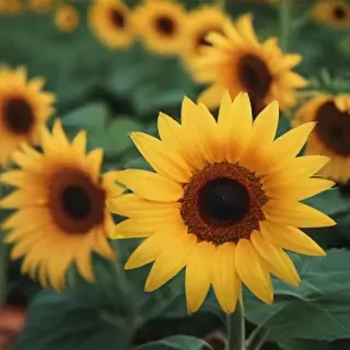 iphone cute sunflower wallpaper