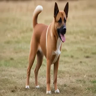 kai ken dog breed