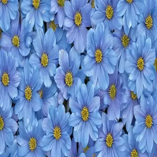 blue flowers background