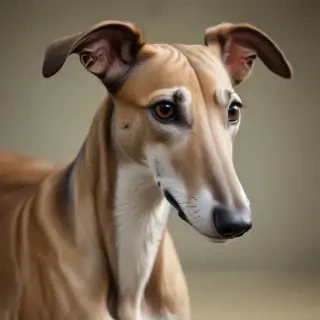 greyhound dog breed
