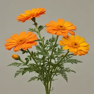 marigold png