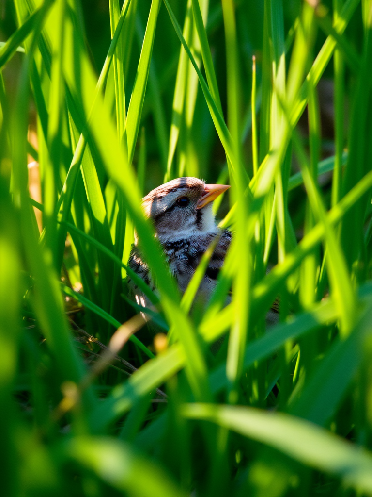 A sparrow partially hidden among tall green grass, with soft sunlight illuminating its feathers.