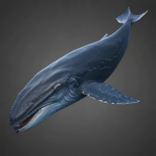 blue whale png